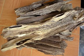 Trầm Tốc Đá Bàn – Khánh Hòa: Trầm hương quý hiếm, hương thơm dịu nhẹ